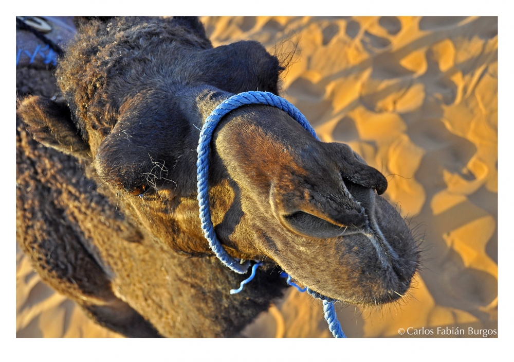 "Camello en el desierto de Sahara" de Carlos Burgos