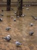 muchas palomas
