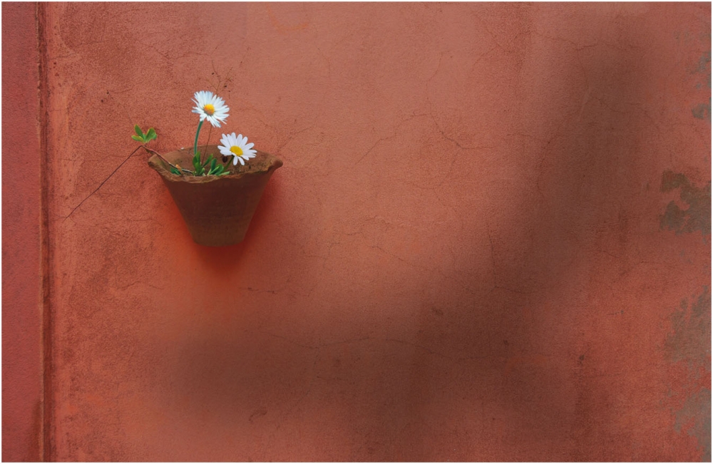 "Dias y flores" de Daniel Ravitti