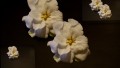 en el jardn-las gardenias (jazmn del cabo)
