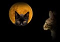 de gatos y luna