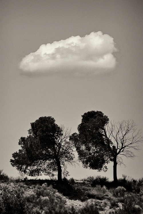 "Gemelos y nube" de Francisco Jos Cerd Ortiz