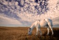 Fantasia del caballo blanco