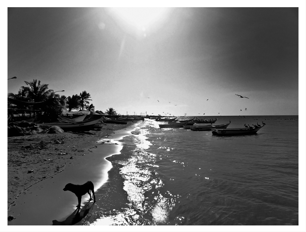 "Perro del Caribe" de Mariano Miglioranza