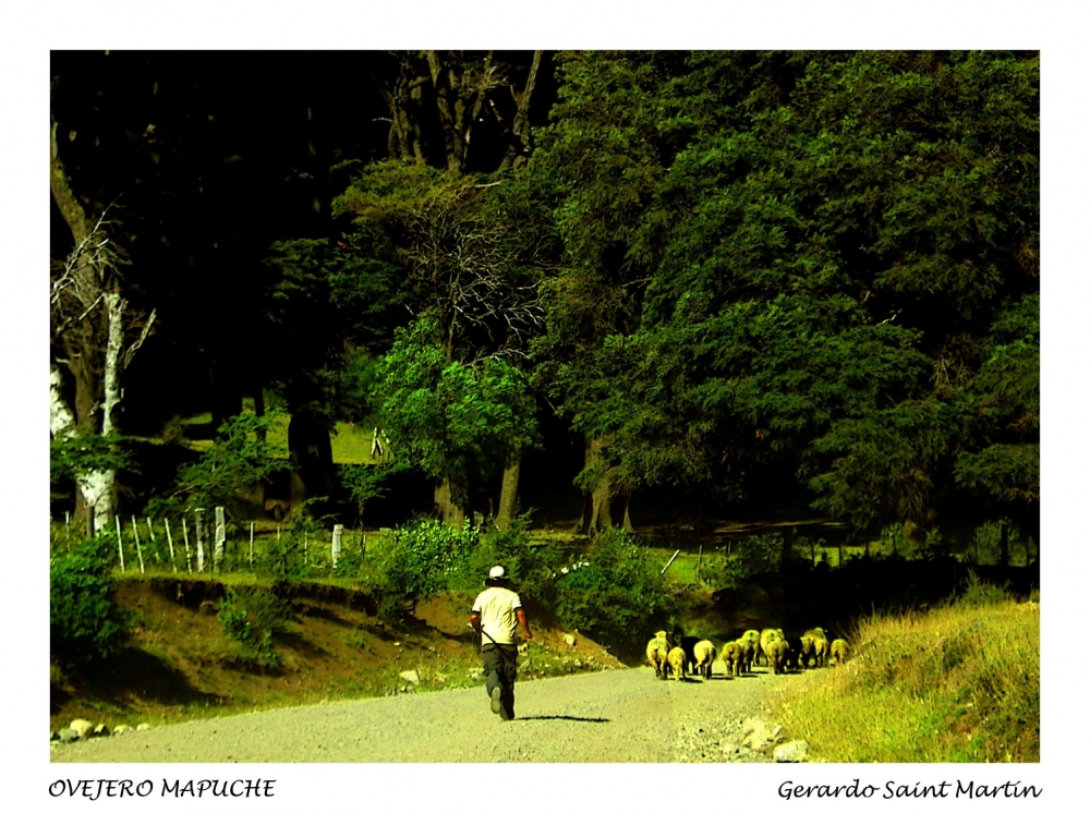 "Ovejero Mapuche" de Gerardo Saint Martn