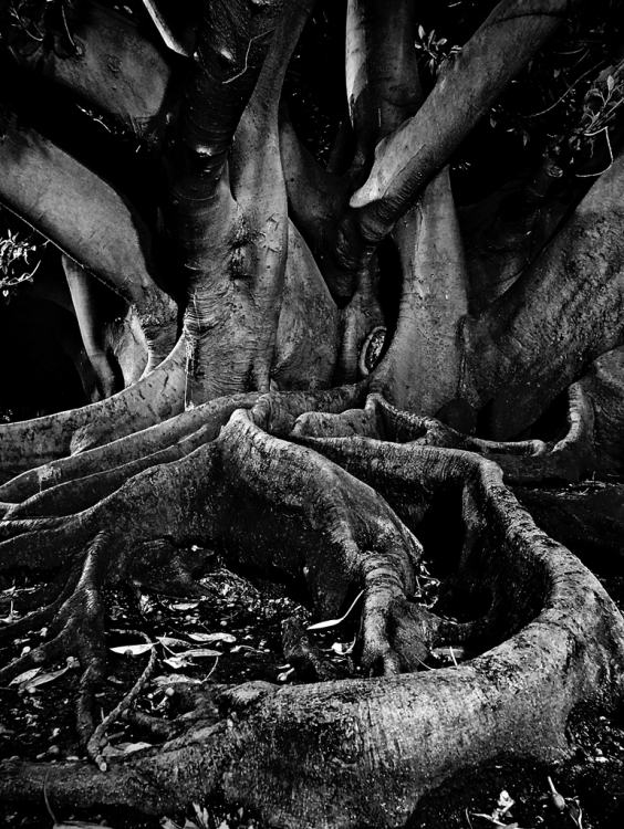 "No deja ver el bosque" de Silvia Chamorro