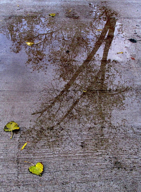 "Reflejos de otoo en un dia de lluvia" de Alberto Matteo