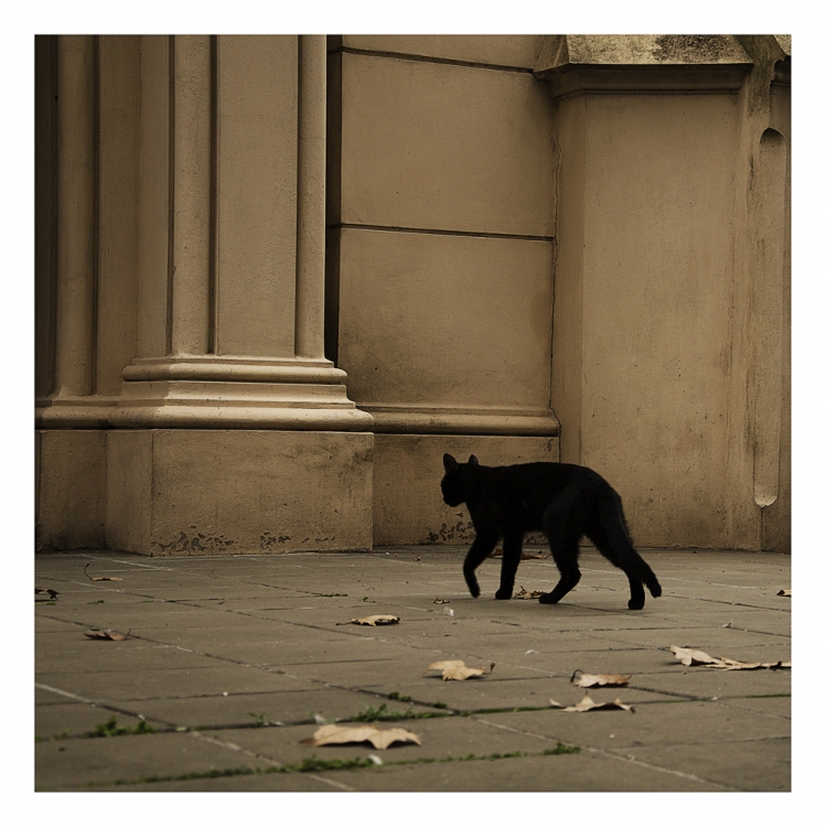 "Black cat" de Analia Coccolo