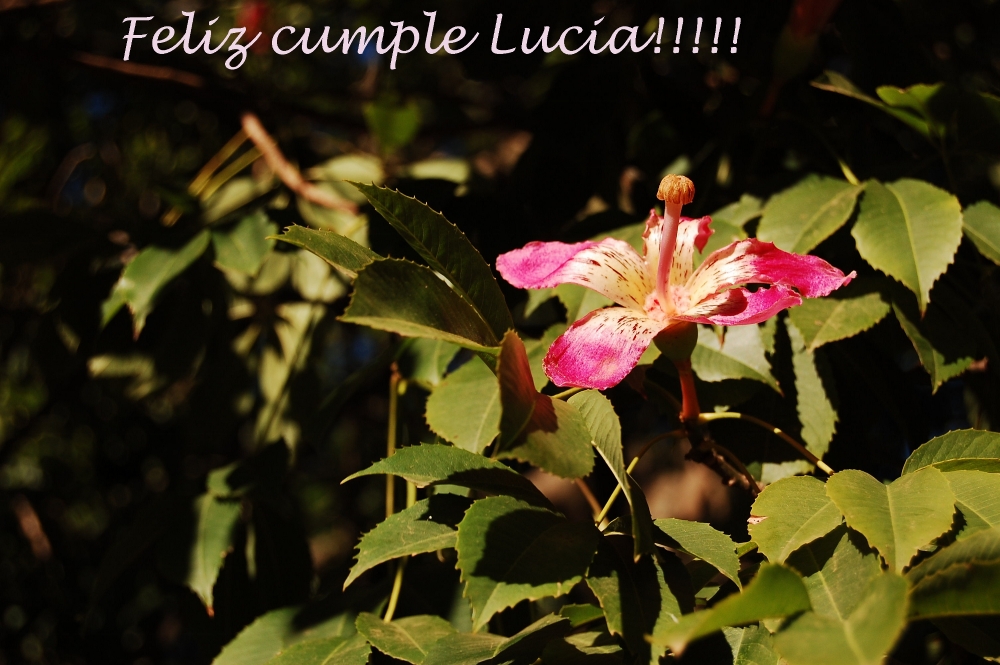 "Feliz Cumple Lucia!!!!!!" de Luciana Esponda