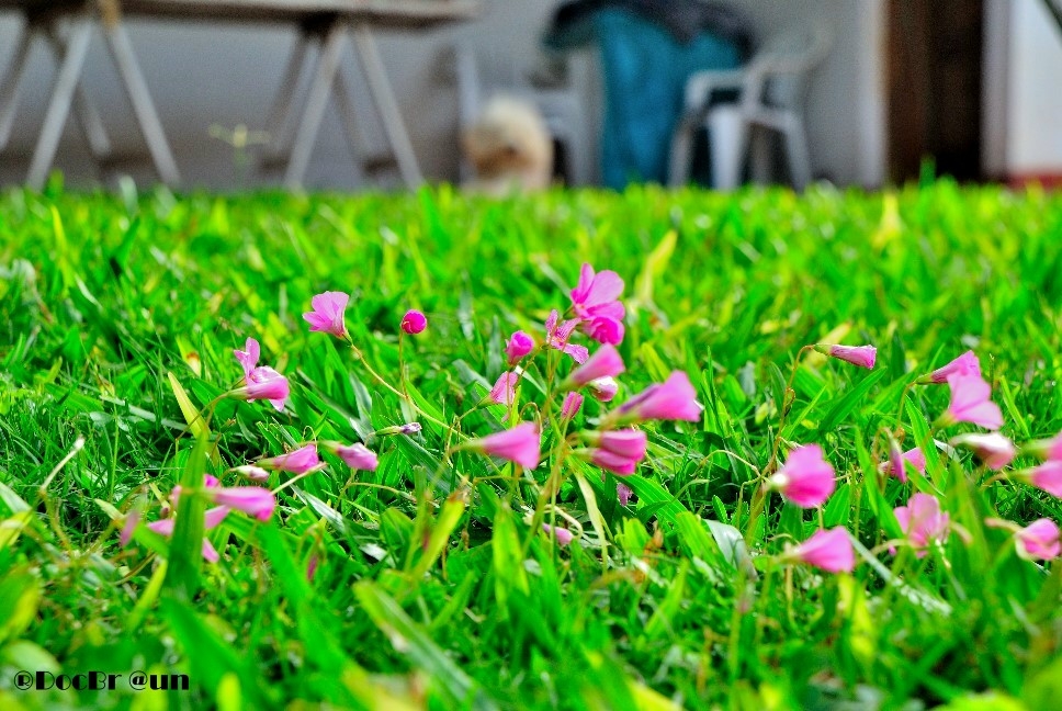 "Florcitas en el patio con Pompn al fondo" de Juan Jos Braun