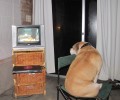 Mirando TV