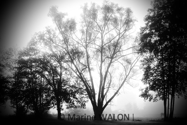 "Arbol" de Marine Walon