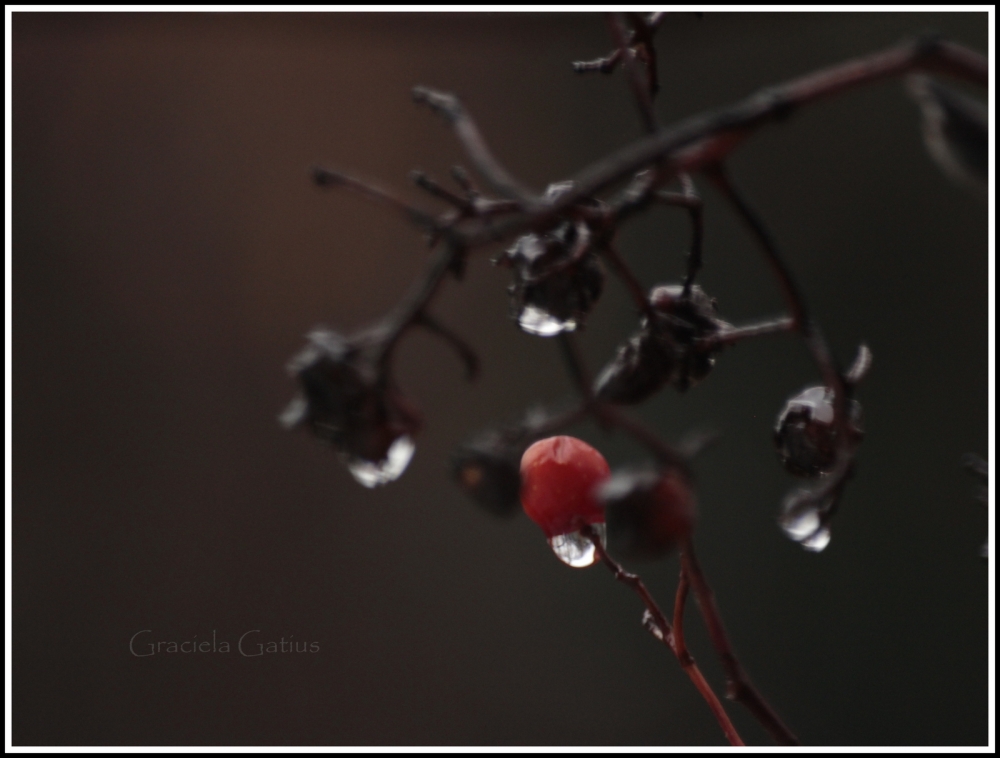 "Llueve... y ella solita..." de Graciela Gatius