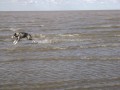Perro sobre el agua