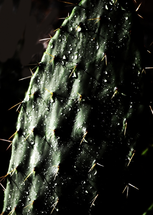 "Cactus" de Di Cesare Lopez Damian