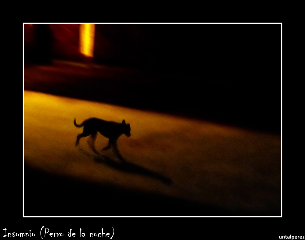 "Insomnio (Perro de la noche)" de Daniel Prez Kchmeister