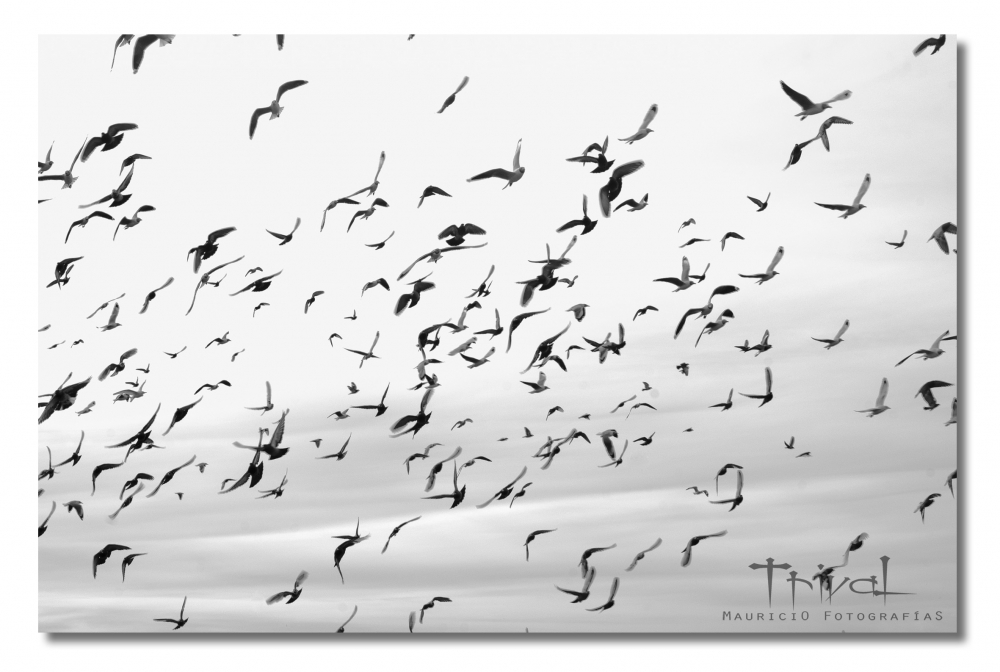 "Aves" de Mauricio Cardozo