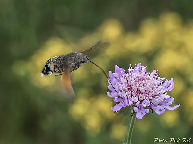 "Mariposa Colibri" de Pedro Fierro C Photography