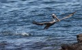 Pelicano caf saliendo del mar