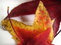 los colores de las hojas en otoo..