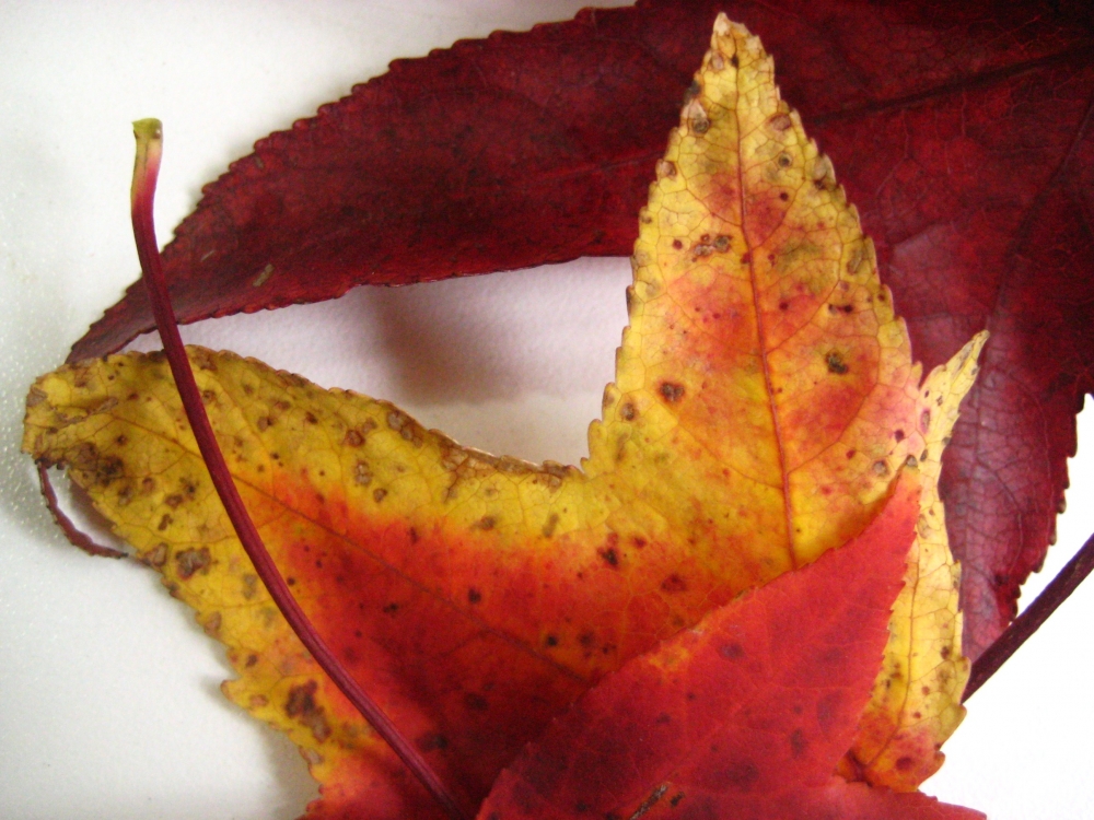 "los colores de las hojas en otoo.." de Alicia Tiziano