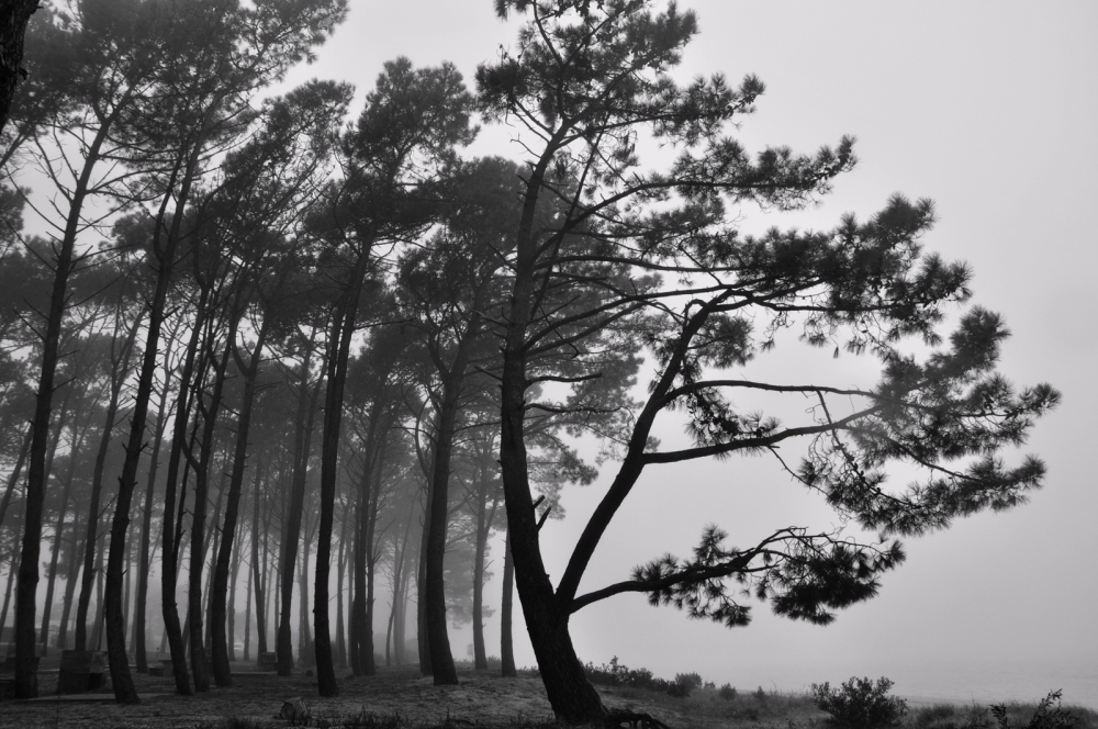 "Niebla en el pinar" de Julio Strauch
