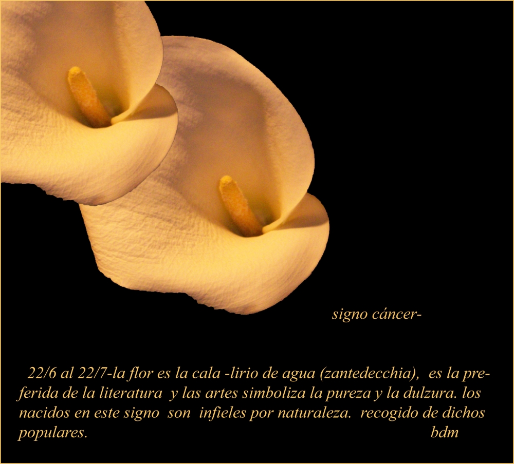 "signo cncer-flor lirio de agua(zantedechia)-cala-" de Beatriz Di Marzio