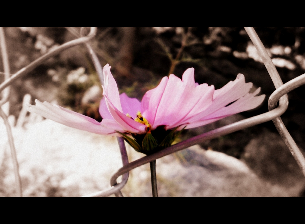 "una flor, en el camino" de Maria Del Carmen Aguilera