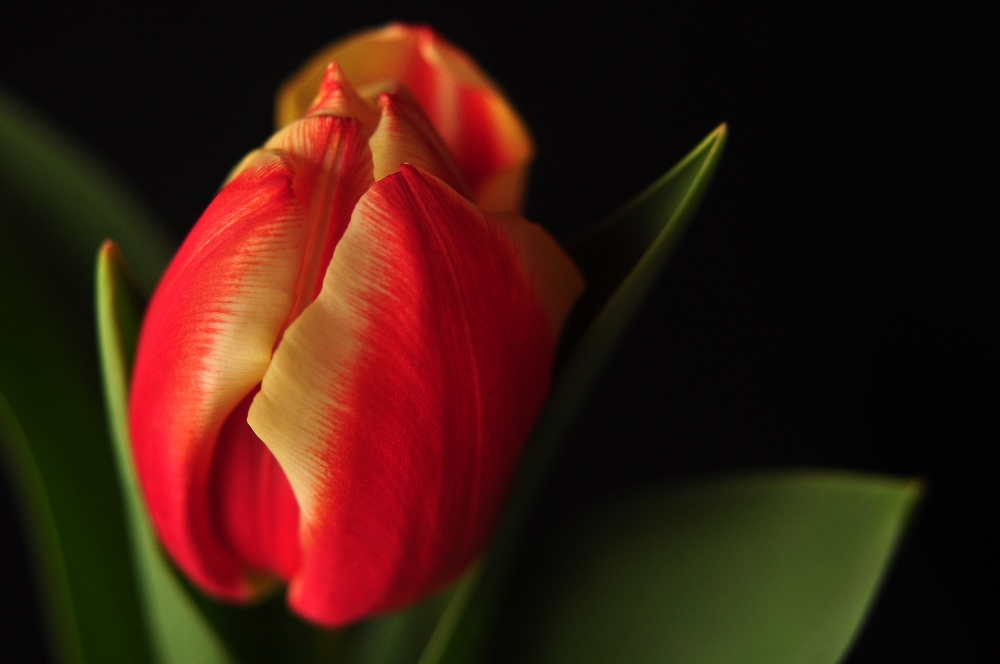 "Un tulipan" de Virginia Rapallini