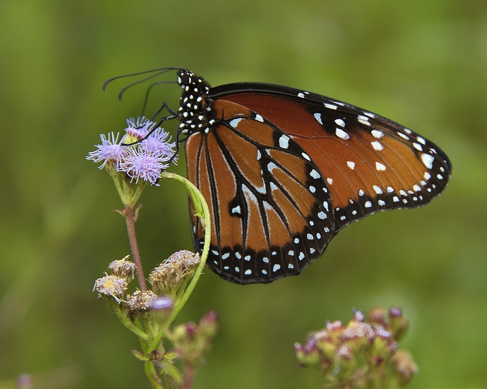 "mariposa monarca" de Adrin De La Paz Rodrguez