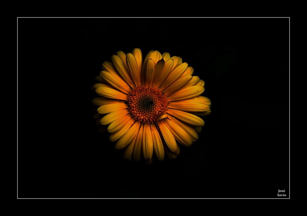 "La flor." de Jos Savio
