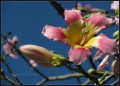 flor borracha