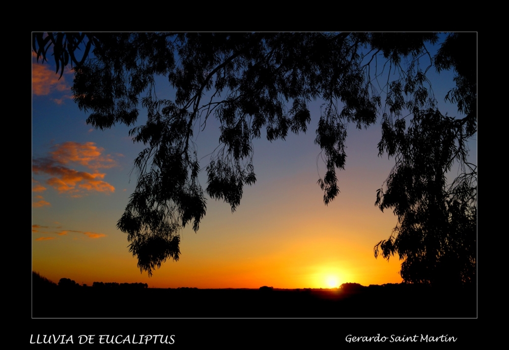"Kkuvia de Eucaliptus" de Gerardo Saint Martn