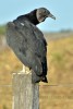 Jote Cabeza negra (cuervo) NC: Coragyps atratus