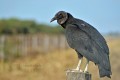Jote Cabeza negra (cuervo) NC: Coragyps atratus