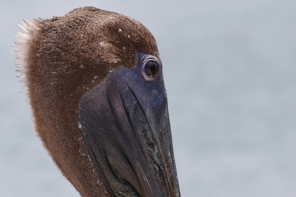 "pelicano" de Adrin De La Paz Rodrguez