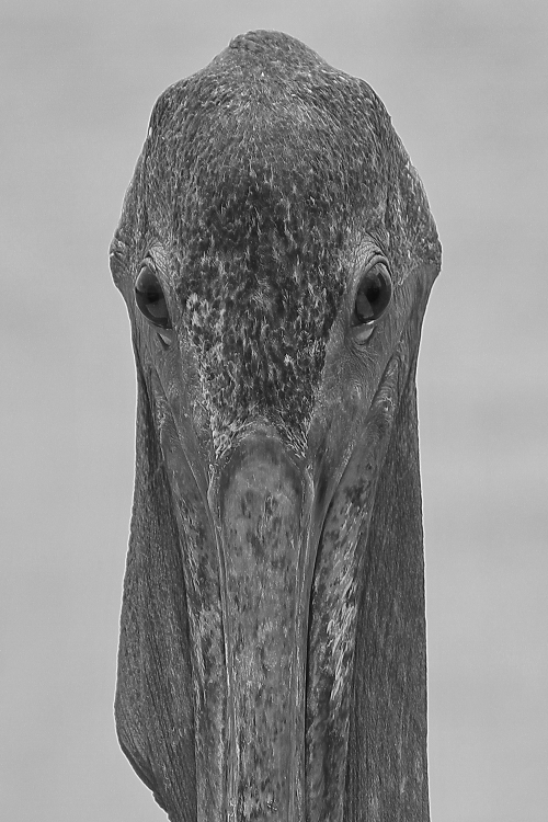 "pelicano 2" de Adrin De La Paz Rodrguez