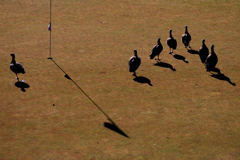 "Golfistas" de Osvaldo Sergio Gagliardi