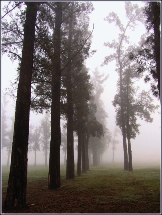 "niebla en el bosque" de Anbal H. Lpez