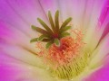 Dentro de la flor de un cactus...