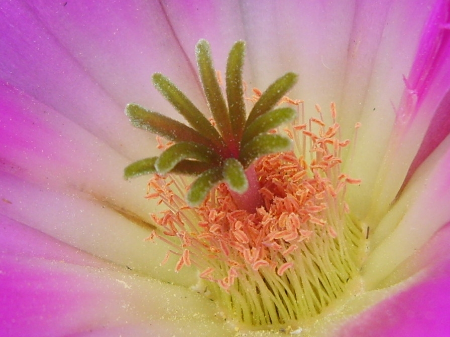 "Dentro de la flor de un cactus..." de Juan P. Nemec