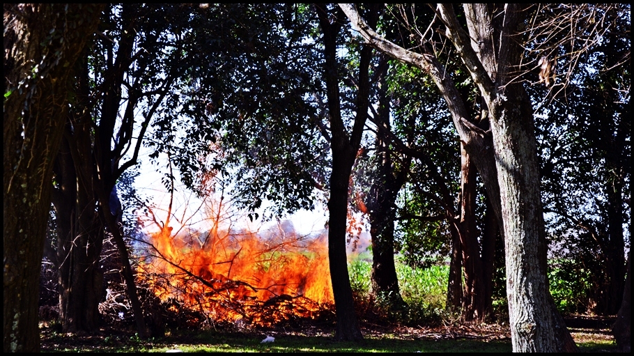 "Fuego en el Bosque" de Andres Mancuso
