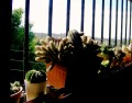 Cactus en la ventana