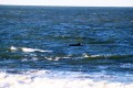 Delfin solitario!!!