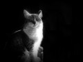 Cat in backlight
