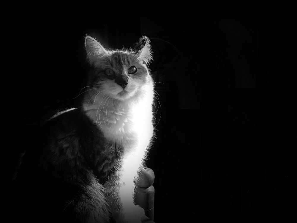 "Cat in backlight" de Carmen Nievas