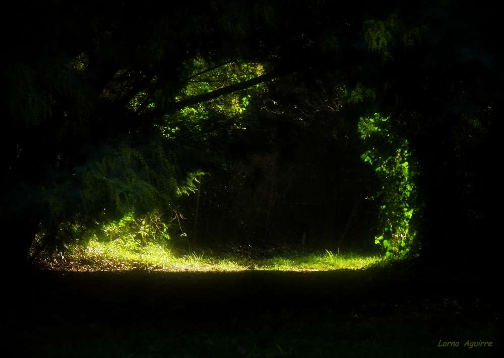 "Un claro en el bosque" de Lorna Aguirre