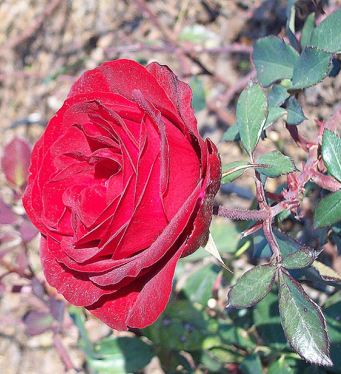 "Una rosa del jardin" de Gladys Beatriz Bodue