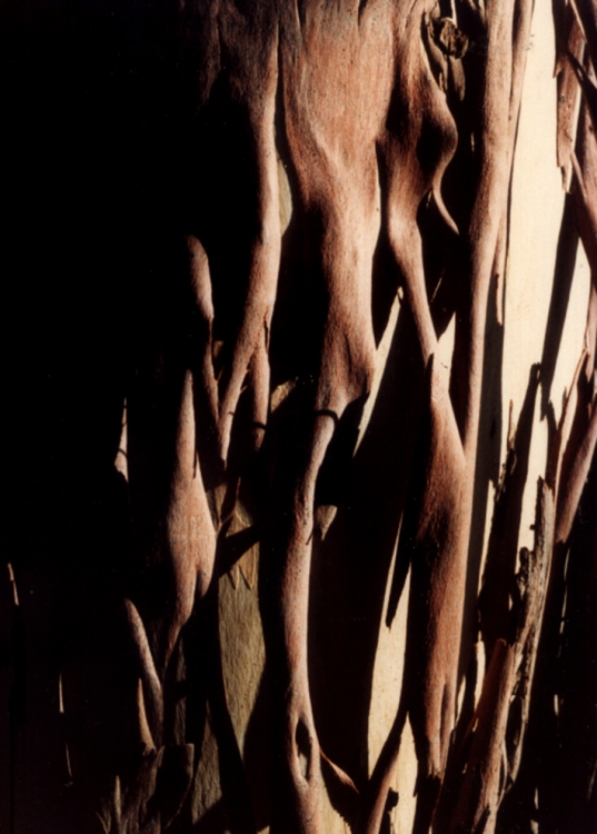 "Piel de viejo eucalipto" de Roberto Pablo Bonato