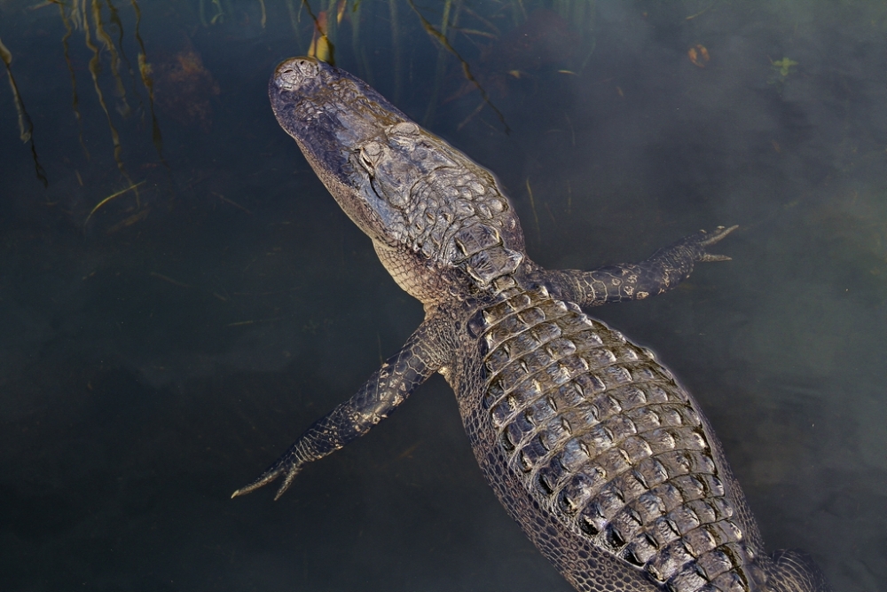 "alligator" de Adrin De La Paz Rodrguez